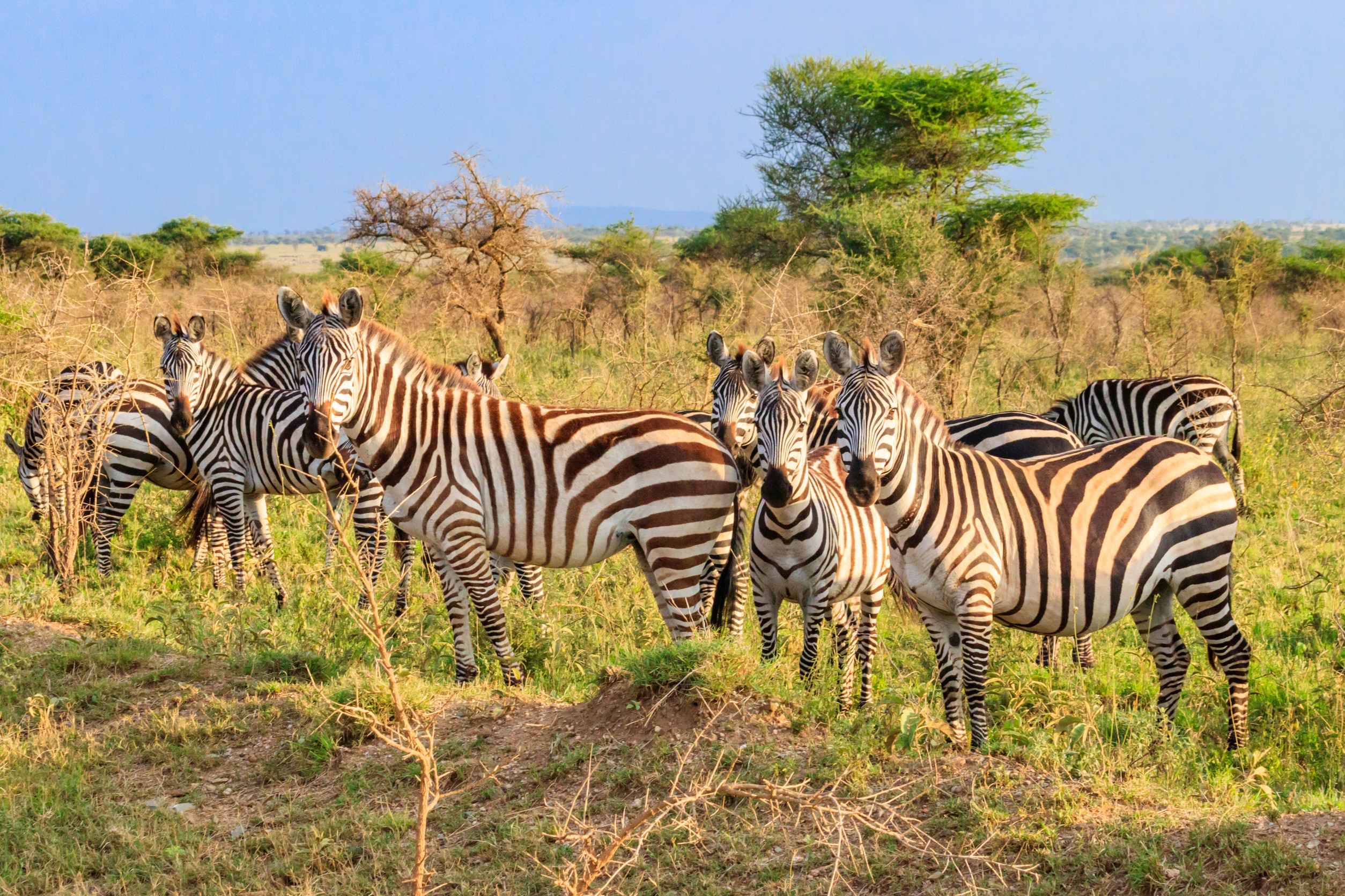 Zebras In Serengeti National Park In Tanzania