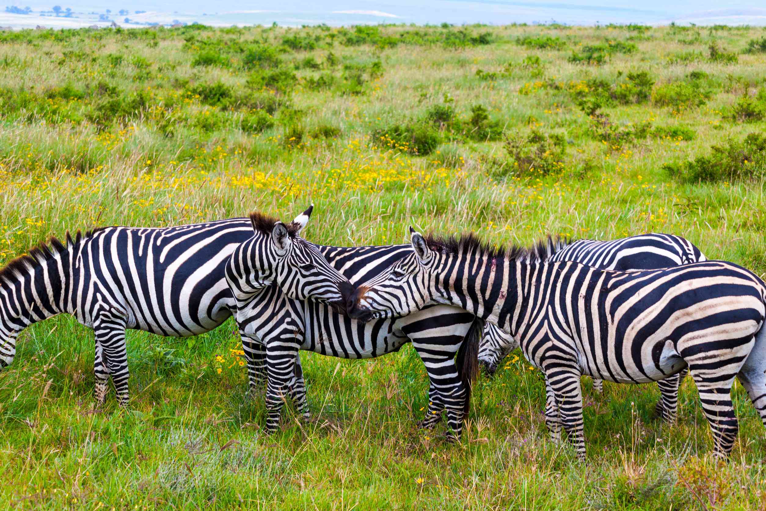 Zebras On Grassland In One Of The National Park Of Kenya